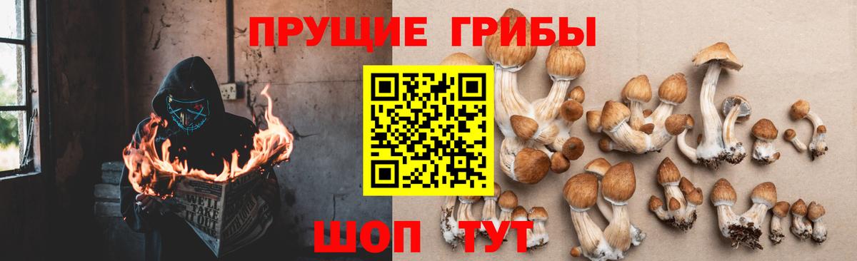 Псилоцибиновые грибы Psilocybe  Вход с VPN  Псилоцибиновые грибы прущие грибы  Усинск 